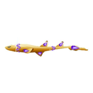 Amethyst Cat Shark